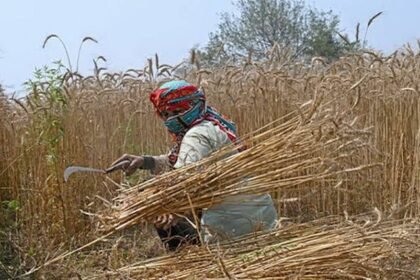 Punjab secures wheat supplies until next harvest