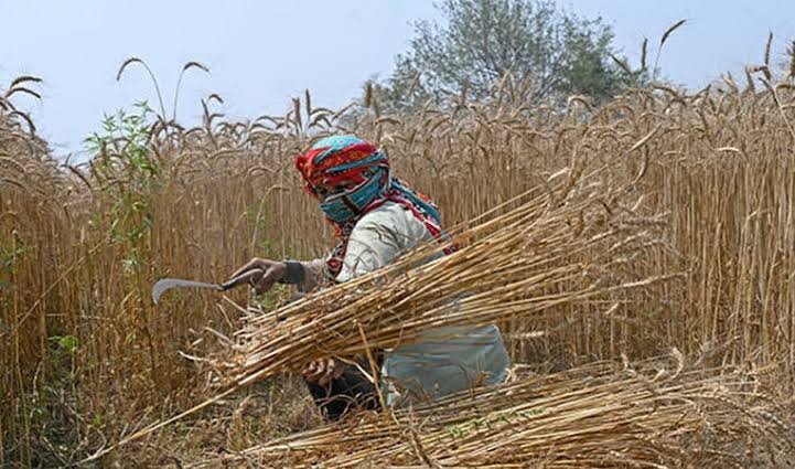 Punjab secures wheat supplies until next harvest