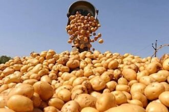Pakistani potatoes gain export access to 36 global markets
