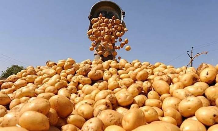 Pakistani potatoes gain export access to 36 global markets Pakistani potatoes gain export access to 36 global markets