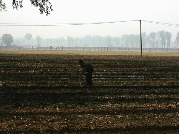 AI Advice Leaves Chinese Farmer With 25-Acre Crop Loss