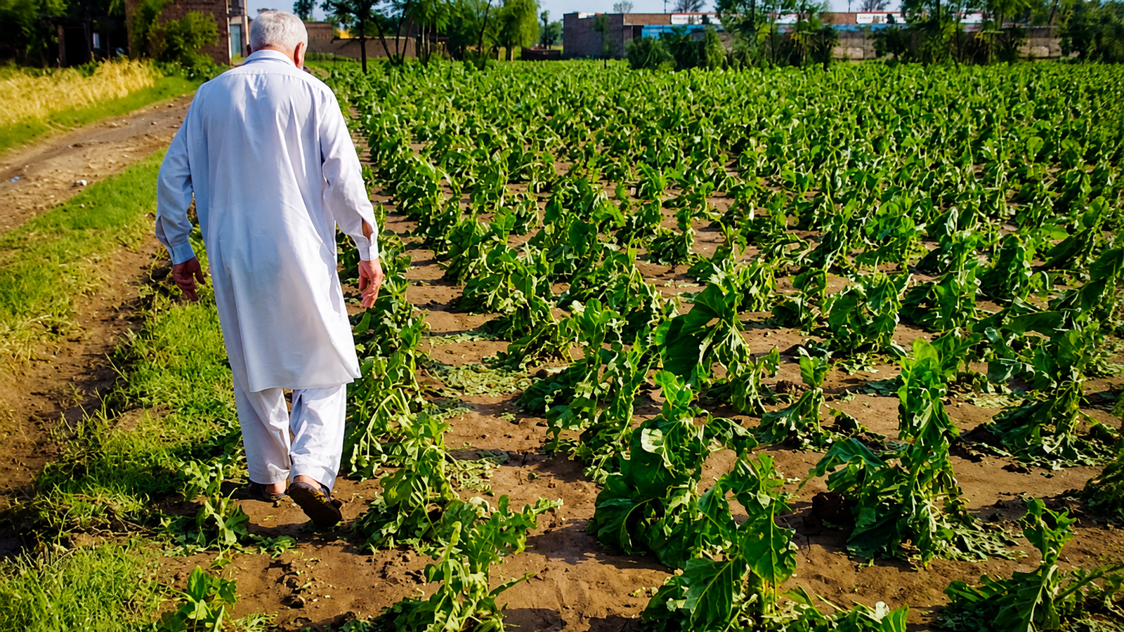 KP Tobacco Farmers Face Procurement Crisis as Buyers Delay Purchases