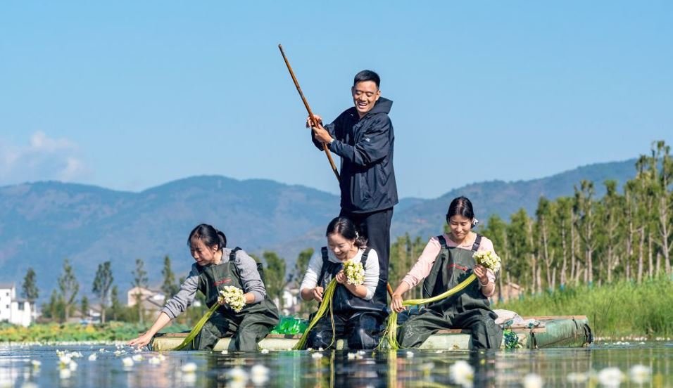 Rare Aquatic Plant Returns to Erhai Lake as China’s Restoration Efforts Pay Off