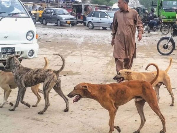 Karachi Rabies Death Toll Rises to 18