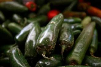 Imported jalapeño peppers linked to a Salmonella outbreak in the United States.