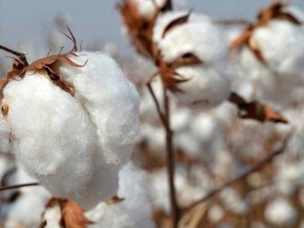 Pakistan’s Cotton Output Faces Major Shortfall as Imports Rise