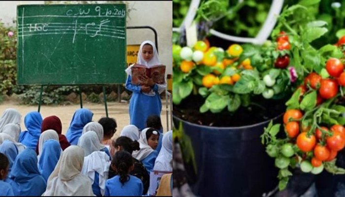 Muzaffargarh Government Schools Ordered to Grow Seasonal Vegetables