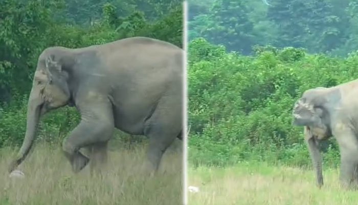 Wild Elephant Playing Football in India Goes Viral