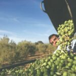 Pakistan’s olive cultivation expands to 60 districts, engaging 12,000 farmers