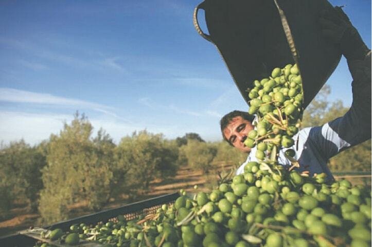 Pakistan’s olive cultivation expands to 60 districts, engaging 12,000 farmers Pakistan’s olive cultivation expands to 60 districts, engaging 12,000 farmers