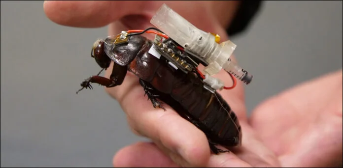 Cyborg Cockroaches Could Become Future Rescue Medics