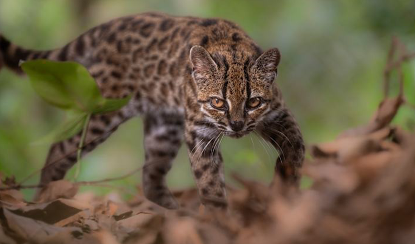 New Wild Cat Species Identified in a Century