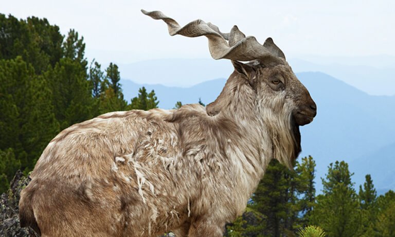 An Astore Markhor trophy hunting permit fetched $356,000 in Gilgit-Baltistan.