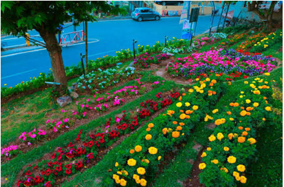 Govt plans major horticulture promotion drive under FoodAg 2027