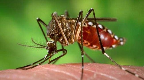 Dengue Season Begins Across Pakistan as Islamabad Identifies