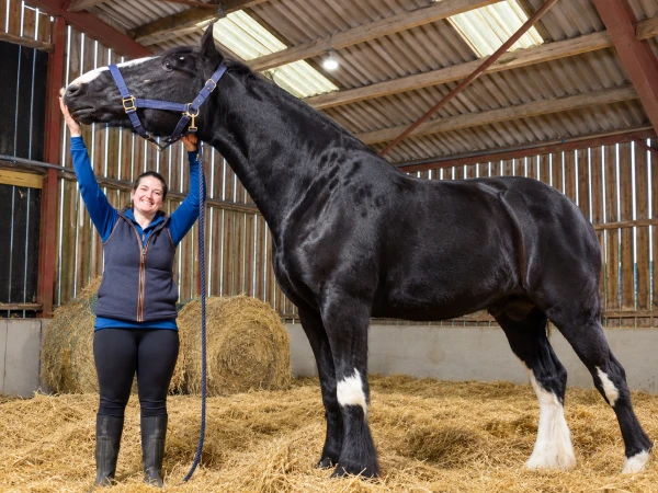 Hugo Sets World Record as World’s Tallest Living Horse at 6 Feet 6 Inches