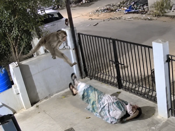 91-Year-Old Indian Woman Dies a Day After Monkey Attack