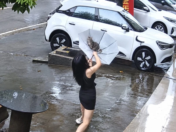 Umbrella Turns Into Cat’s Lifeline