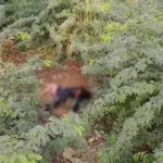 Police investigate after a young woman’s body was recovered from bushes in Bin Qasim Town Karachi.