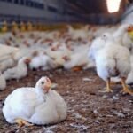 Punjab moves to curb antibiotic misuse in poultry