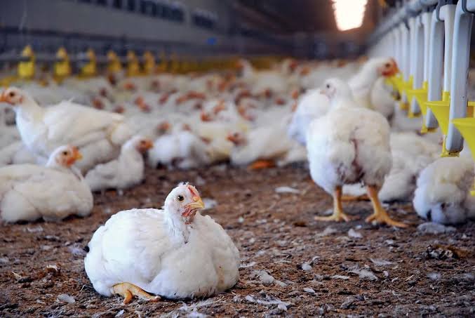 Punjab moves to curb antibiotic misuse in poultry
