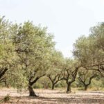 Pakistan plants 7.6m olive trees across 131 districts