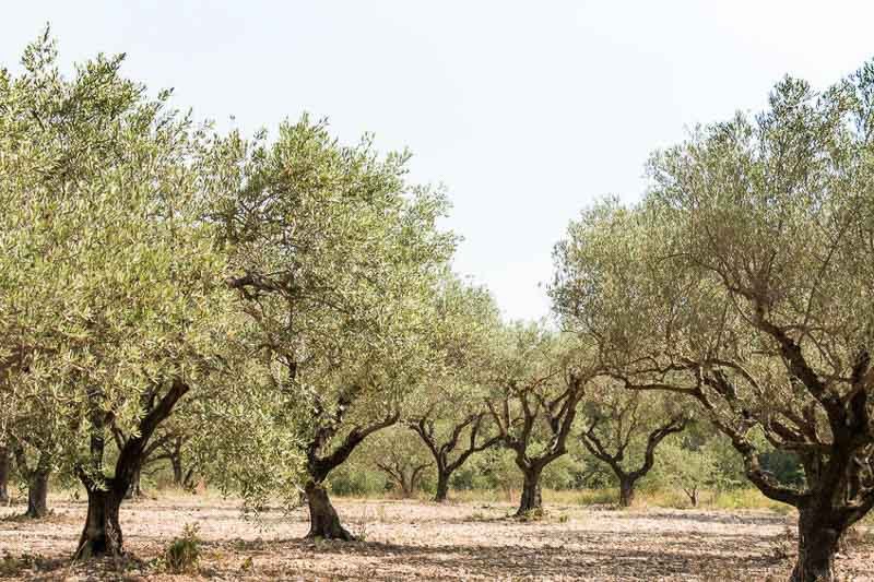 Pakistan plants 7.6m olive trees across 131 districts Pakistan plants 7.6m olive trees across 131 districts