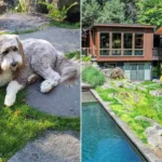 Luxury New York home renovated by a couple with special features for their pet dog is listed for $2.9 million.