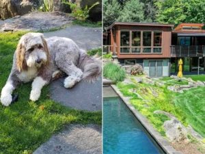 Luxury New York home renovated by a couple with special features for their pet dog is listed for $2.9 million.