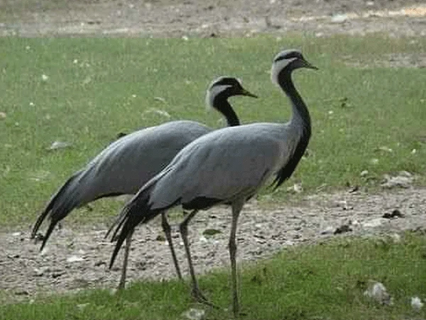 KP Allows Live Crane Capture for 2026 Season