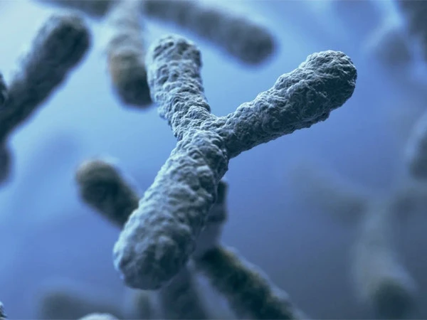 Y Chromosome Loss Could Be an Early Warning Sign of Cancer