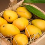 Pakistan’s fresh mango exports to 49 countries reach $107 million