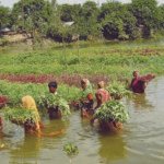 Sindh proposes $9.15m floating farming project for 100 villages