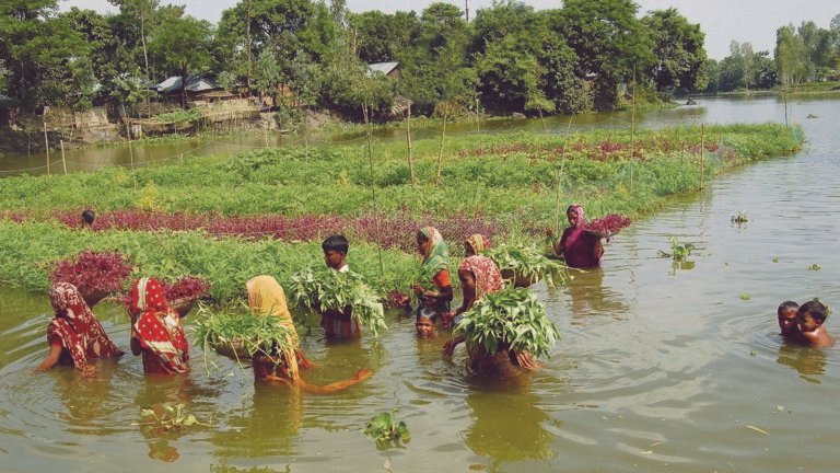 Sindh proposes $9.15m floating farming project for 100 villages