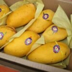 Pakistan’s mango pulp exports earn $1.13 million in FY26
