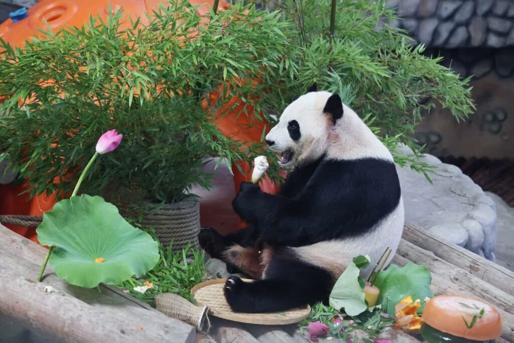 Panda conservation strengthens global ties Panda conservation strengthens global ties