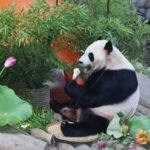 Panda conservation strengthens global ties