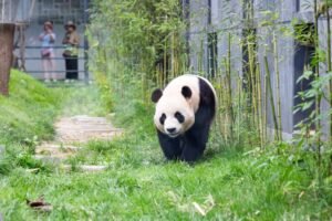 Panda conservation strengthens global ties Panda conservation strengthens global ties