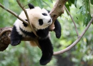 Panda conservation strengthens global ties Panda conservation strengthens global ties