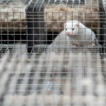 Bird Flu Outbreak Raises New Questions About Human Risk