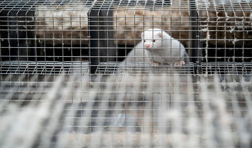 Bird Flu Outbreak Raises New Questions About Human Risk Bird Flu Outbreak Raises New Questions About Human Risk