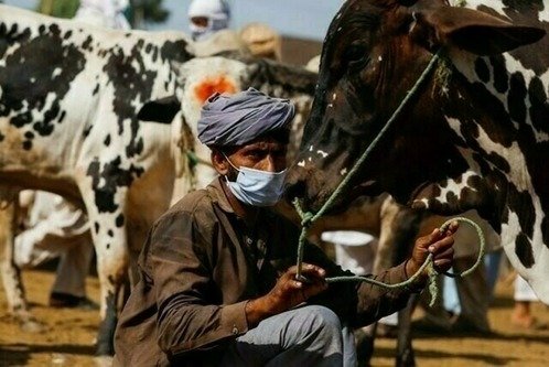 China Vaccine Support Strengthens Pakistan Livestock Disease Control China livestock vaccine assistance to Pakistan supports disease control, animal health and protection of rural farming livelihoods.