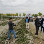 Chinese scientists develop silica nanoparticles designed to improve pesticide adhesion and reduce chemical loss from crop leaves.