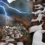 Dozens of goats killed by lightning during heavy rain in Kundian, Mianwali.