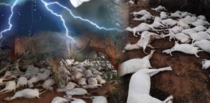 Lightning Strike Kills Dozens Of Goats In Mianwali Dozens of goats killed by lightning during heavy rain in Kundian, Mianwali.