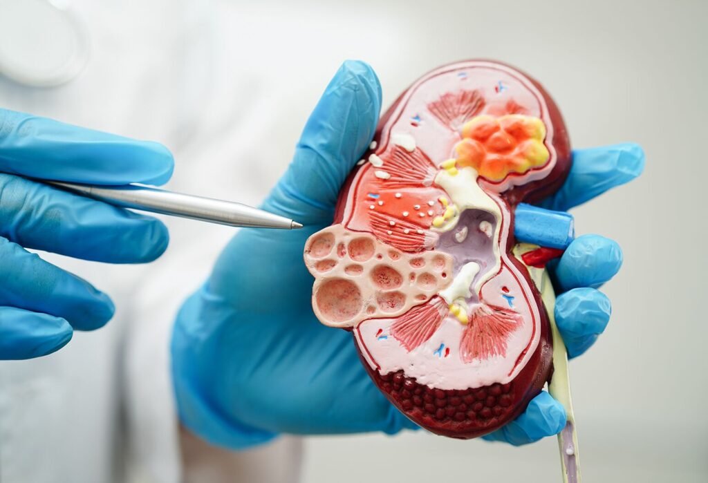Ultra-processed foods linked to chronic kidney disease risk