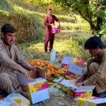 Shangla’s Sweet Harvest Is Bringing Hope to Farmers!