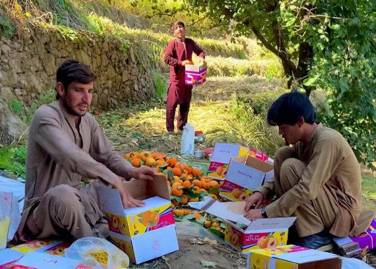 Shangla’s Sweet Harvest Is Bringing Hope to Farmers!