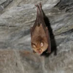 Australian authorities warn the public against touching bats amid increased reports of bites and scratches.