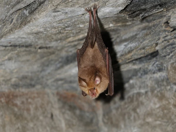 Australia Warns Of Deadly Bat Virus After Attacks Surge Australian authorities warn the public against touching bats amid increased reports of bites and scratches.